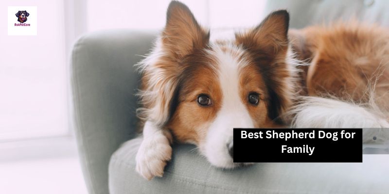 Best Shepherd Dog for Family