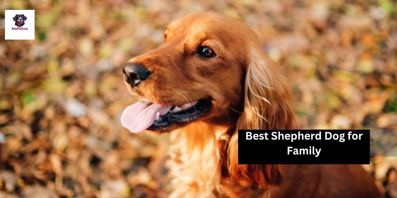 Best Shepherd Dog for Family