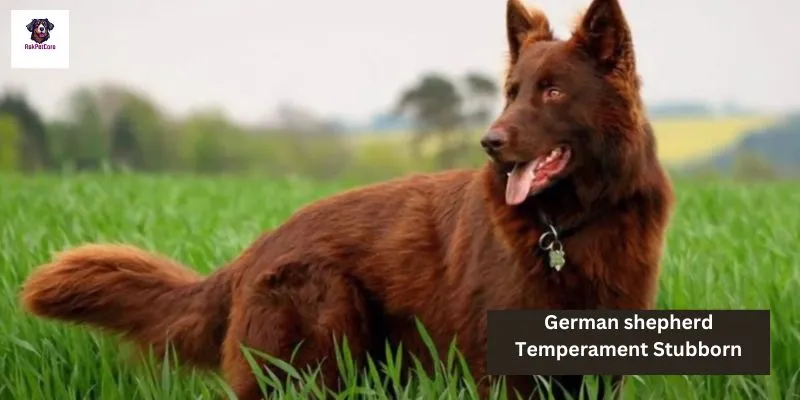 German shepherd Temperament Stubborn