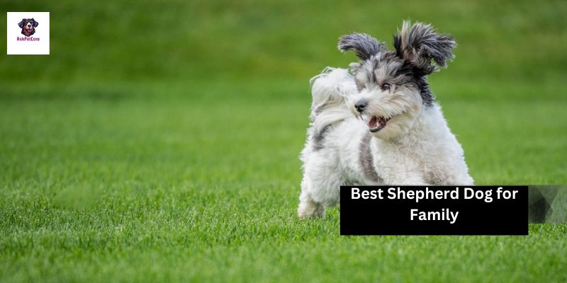 Best Shepherd Dog for Family