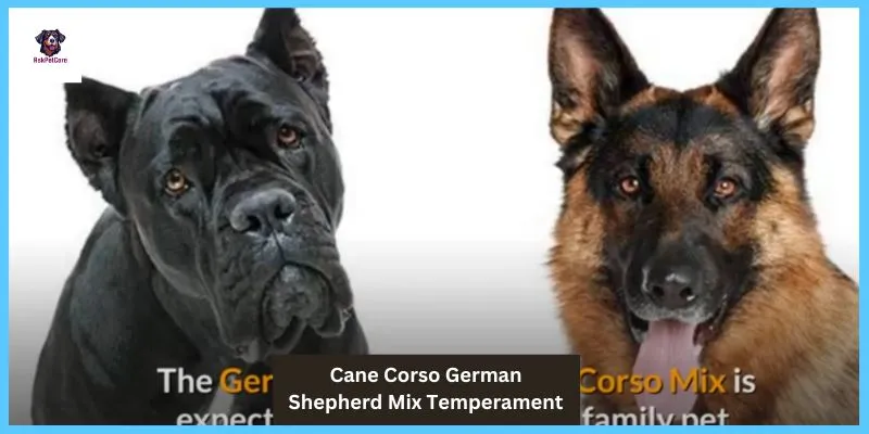 Temperament Of Cane Corso German Shepherd Mix