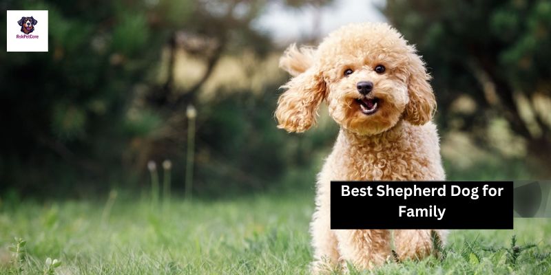 Best Shepherd Dog for Family