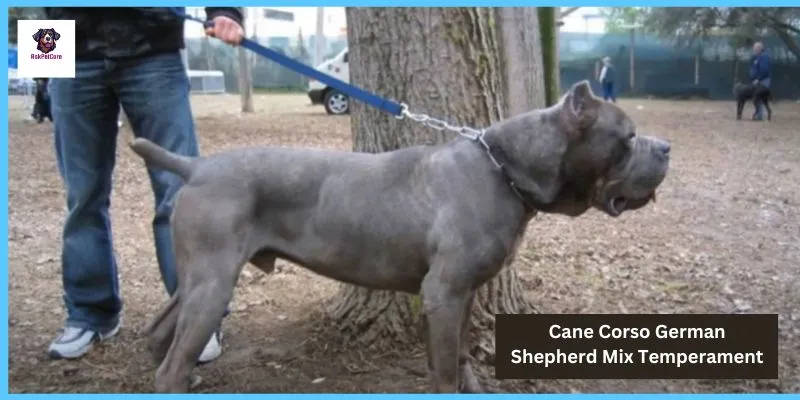 Temperament Of Cane Corso German Shepherd Mix