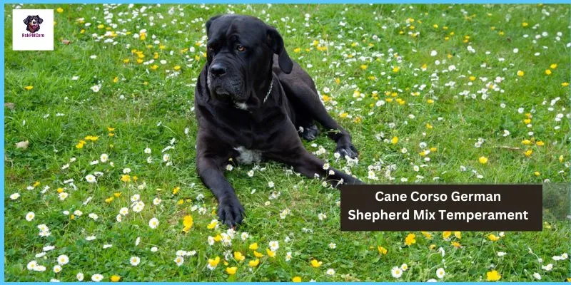 Temperament Of Cane Corso German Shepherd Mix