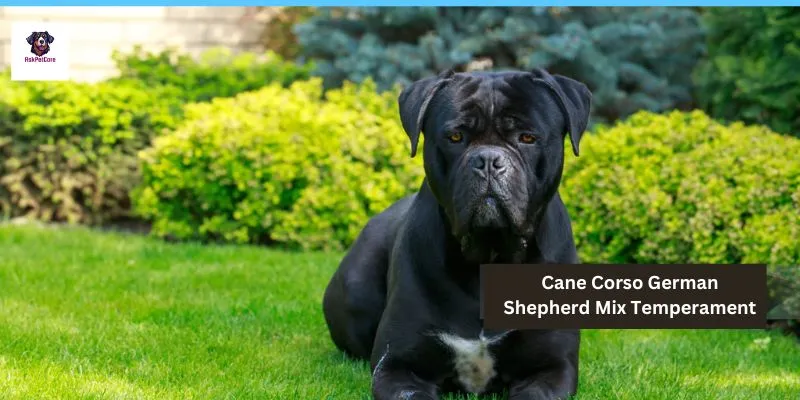 Temperament Of Cane Corso German Shepherd Mix