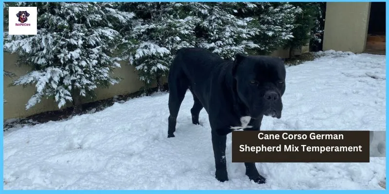 Temperament Of Cane Corso German Shepherd Mix