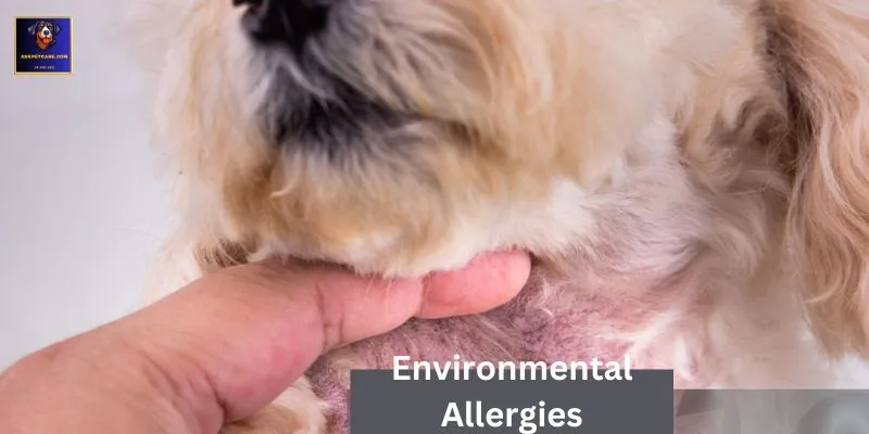 Treatment of environmental allergies in GSD