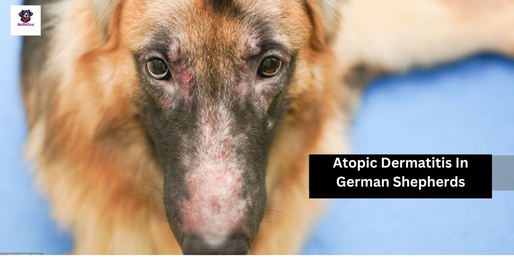 Managing Atopic Dermatitis in German Shepherds: Expert Tips