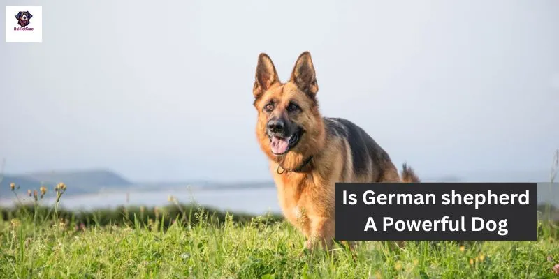 Is German shepherd A Powerful Dog