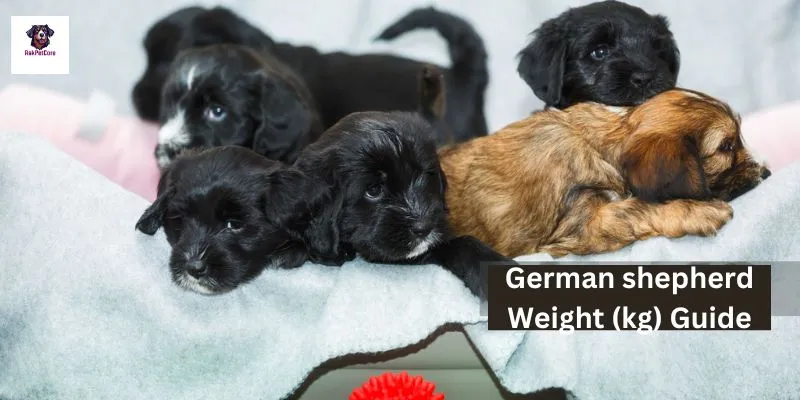 German shepherd Weight (kg) 