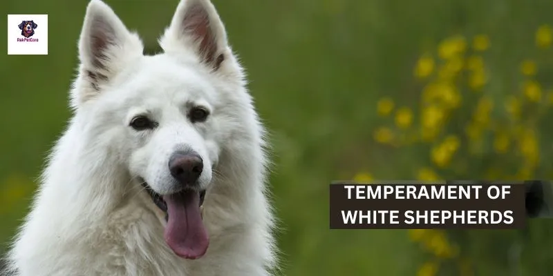 Temperament of White Shepherds