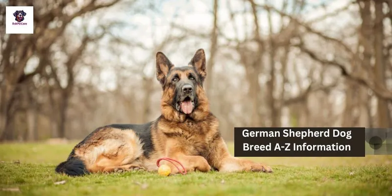 German Shepherd Dog Breed A-Z Information