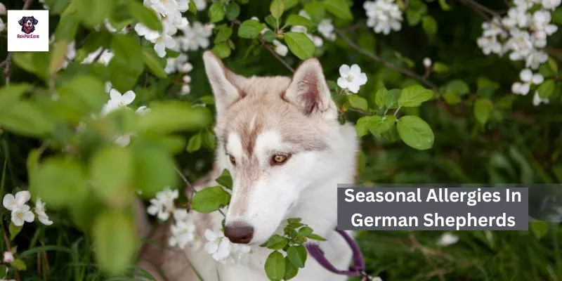 seasonal allergies in German shepherds