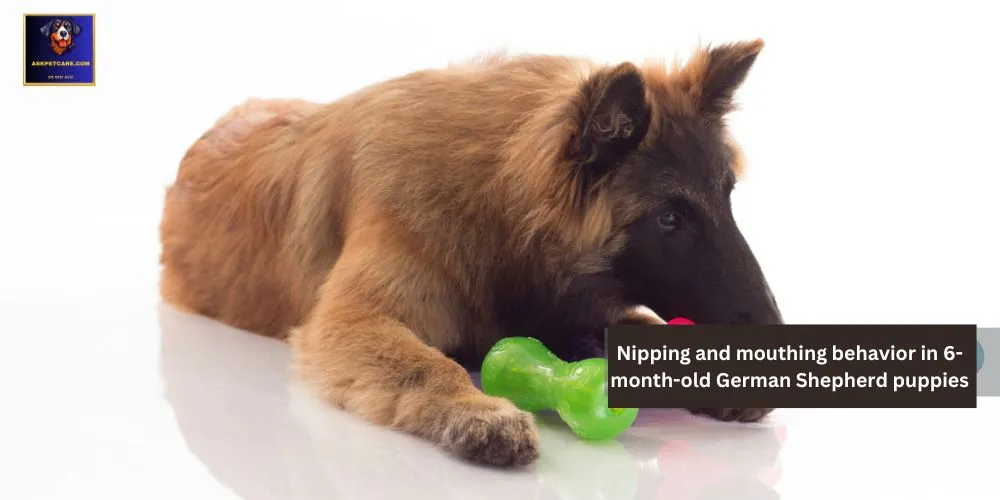 Nipping and Mouthing Behavior in 6-Month-Old German shepherd Puppies