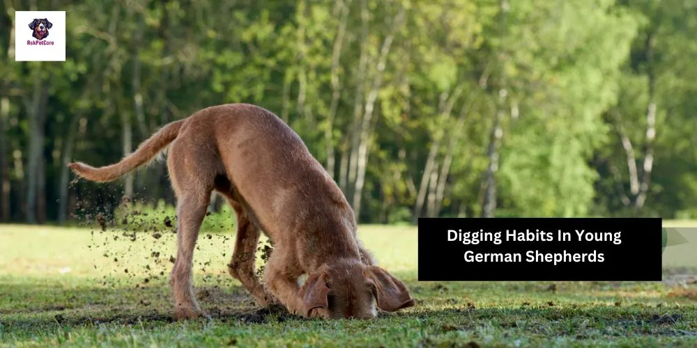 why German Shepherds Digging