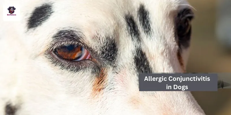 Allergic Conjunctivitis in GSD