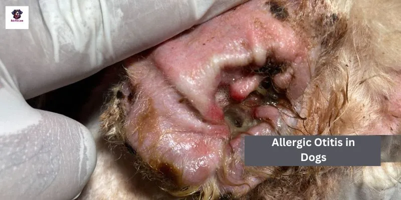 Allergic Otitis in Dogs