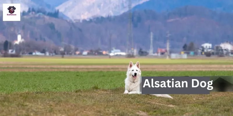 Alsatian Dogs