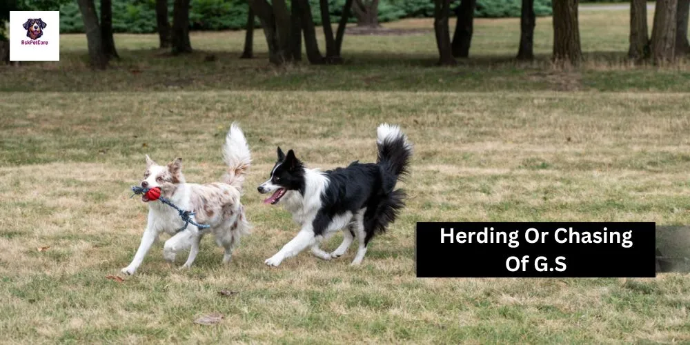 Chasing or herding in German Shepherd 