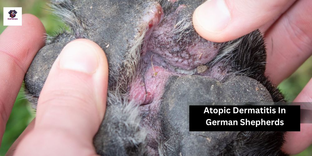 Managing Atopic Dermatitis in German Shepherds: Expert Tips