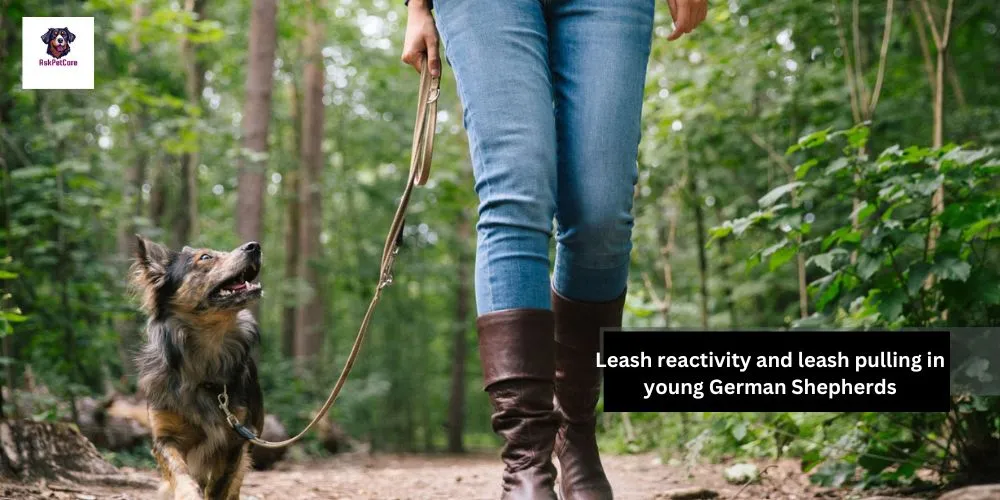 Leash reactivity and leash pulling in young German Shepherds