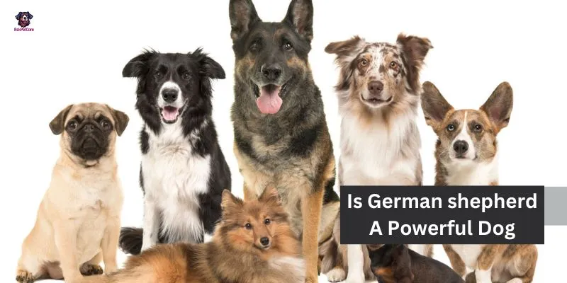 Is German shepherd A Powerful Dog