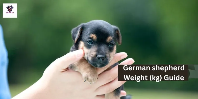 German shepherd Weight (kg)