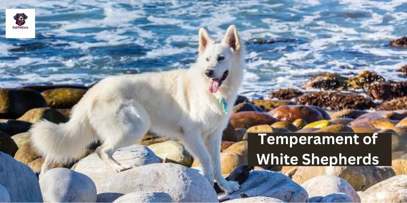 Temperament of White Shepherds