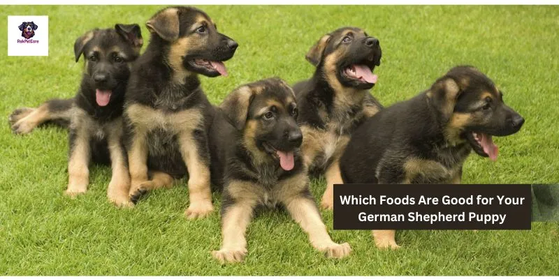 Which Foods Are Good for Your German shepherd Puppy