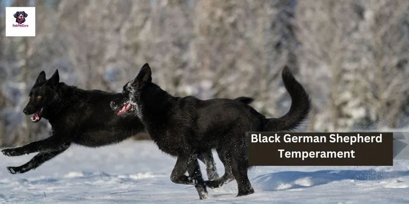 Black German shepherd Temperament