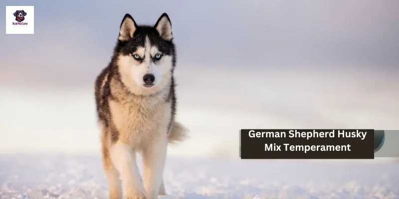 German shepherd Husky Mix Temperament