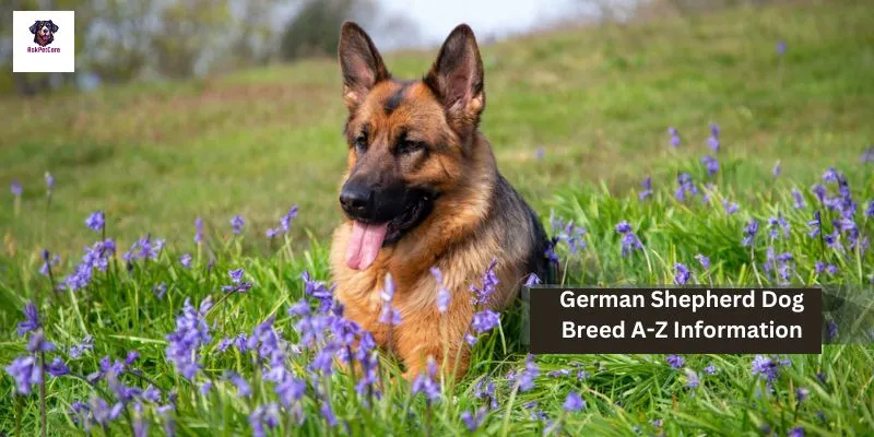 German Shepherd Dog Breed A-Z Information