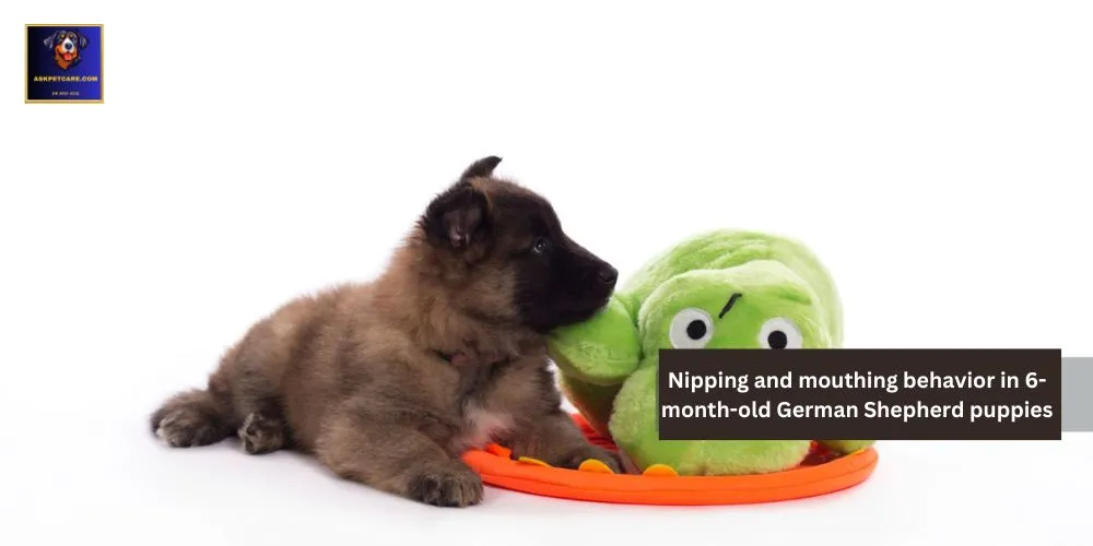 Nipping and Mouthing Behavior in 6-Month-Old German shepherd Puppies