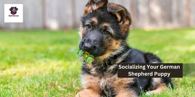 Expert Tips for Socializing Your German Shepherd Puppy