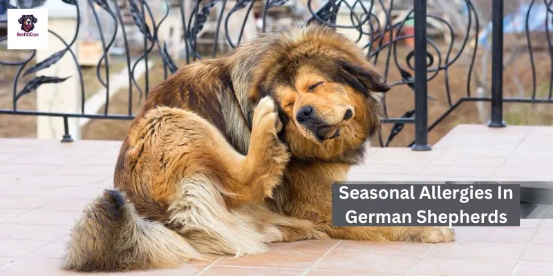 seasonal allergies in German shepherds