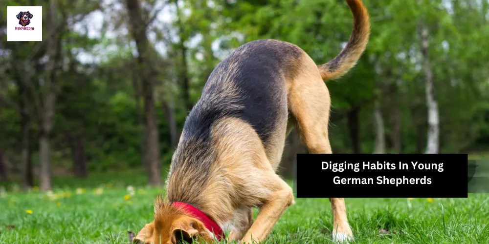 why German Shepherds Digging