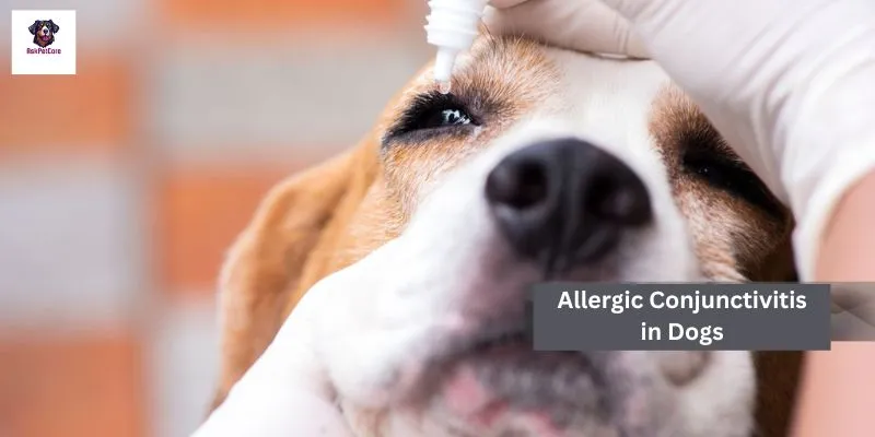 Allergic Conjunctivitis in GSD