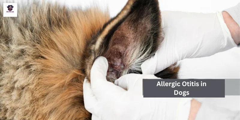 Allergic Otitis in Dogs