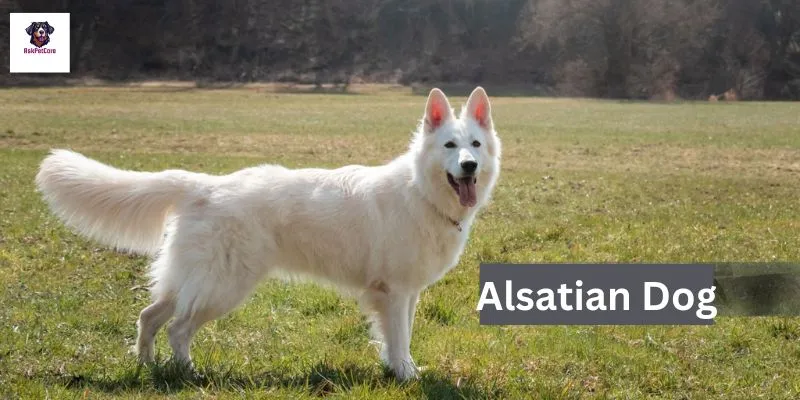  Alsatian Dog