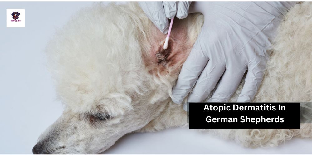 Managing Atopic Dermatitis in German Shepherds: Expert Tips