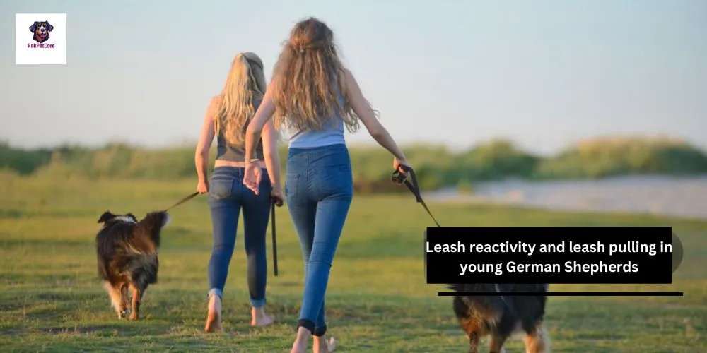 Leash reactivity and leash pulling in young German Shepherds