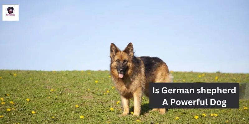 Is German shepherd A Powerful Dog