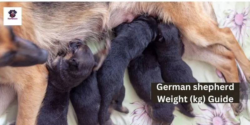 German shepherd Weight (kg) 