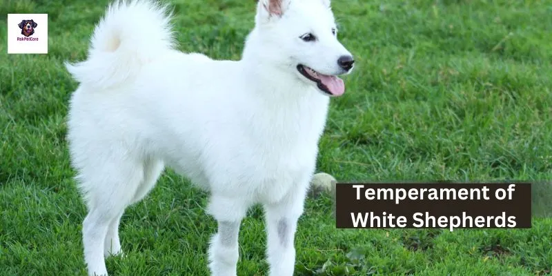 Temperament of White Shepherds