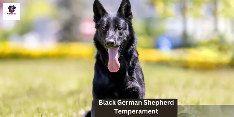 Black German shepherd Temperament