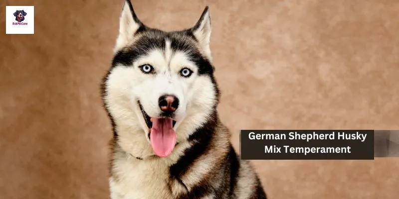 German shepherd Husky Mix Temperament