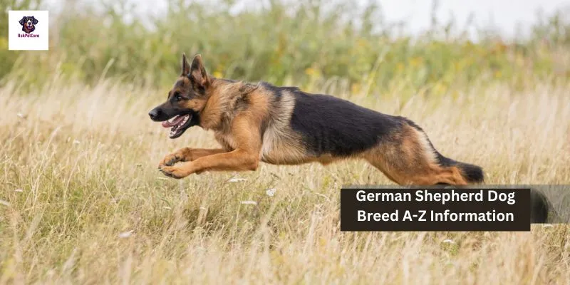 German Shepherd Dog Breed A-Z Information