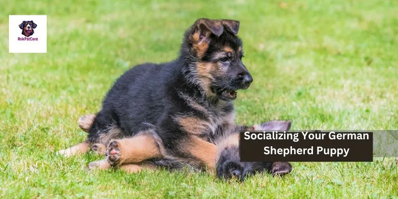 Socializing Your German Shepherd Puppy