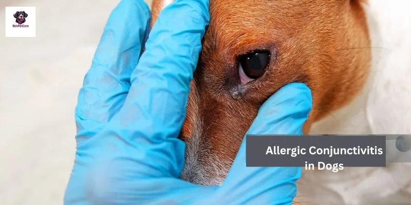 Allergic Conjunctivitis in GSD