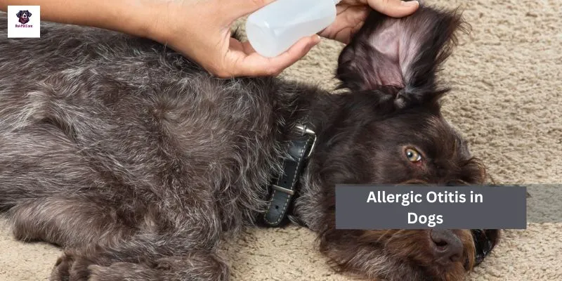 Allergic Otitis in Dogs